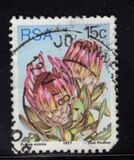 [Flora - Protea Plants, type PQ]