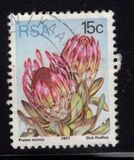 [Flora - Protea Plants, type PQ]