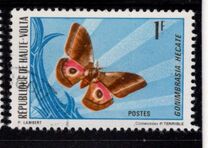 [Butterflies, type IY]