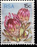 [Flora - Protea Plants, type PQ]
