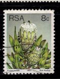 [Flora - Protea Plants, type PN]