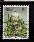 [Flora - Protea Plants, type PN]