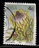 [Flora - Protea Plants, type PJ]