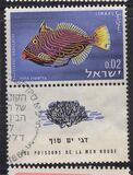 [Red Sea Fish, type JJ]