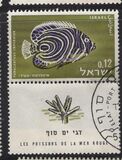 [Red Sea Fish, Tip IN]