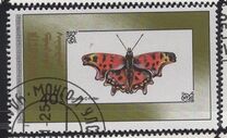 [Butterflies, Typ BYO]