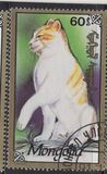 [Cats, Tip CDY]