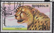 [African Wildlife, 類型 CCM]