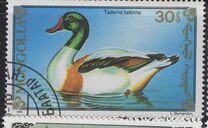 [Chicken, Geese and Birds, type CBF]