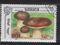 [Mushrooms, тып CCZ]