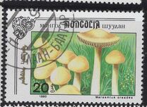 [Mushrooms, тып CCU]