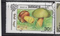 [Mushrooms, тып CCV]