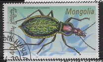 [Beetles, type CBX]