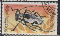 [Beetles, type CBY]