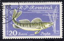 [Fish, type BTQ]
