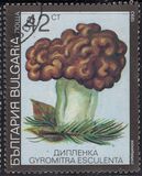 [Poisonous Mushrooms, type EKQ]