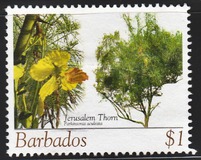 [Flowering Trees, වර්ගය AWD]