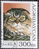 [Cats, տեսակ GQ]