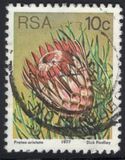 [Flora - Protea Plants, type PP]