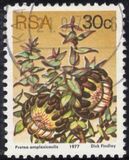 [Flora - Protea Plants, type PT]