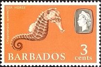 [Marine Life, tegund DR]
