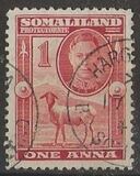 [Blackhead Sheep, type L1]