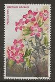 [Flowers, نوع IN]