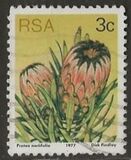 [Flora - Protea Plants, type PI]