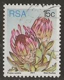 [Flora - Protea Plants, type PQ]