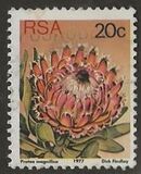 [Flora - Protea Plants, type PR]