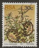 [Flora - Protea Plants, type PT1]