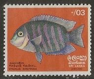 [Fish, type E]