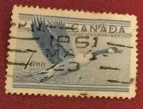 [Birds - Canada Goose, tip GD]