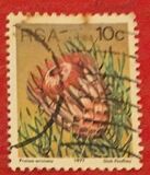 [Flora - Protea Plants, type PP]