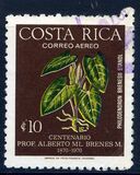 [The 100th Anniversary of the Birth of Professor A. M. Brenes Mora - Botanist, type VL]