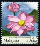 [Garden Flowers, प्रकार BKJ]