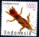 [Flora and Fauna, type CMI]
