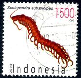 [Flora and Fauna, type CMK]