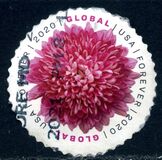 [Flowers - Chrysanthemum, प्रकार IHU]
