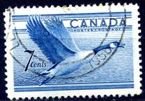 [Birds - Canada Goose, tip GD]