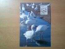 [Birds, Tipe EG]
