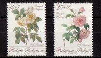 [Roses, tip BNK]