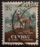 [Local Motifs, type CJ]