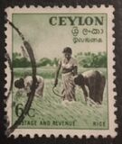 [Local Motifs, type CL]