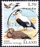 [Birds - Ducks, tegund O]