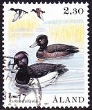 [Birds - Ducks, tegund P]