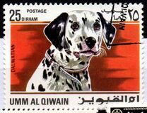 [Dogs, tip HC]