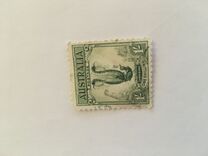 [Superb Lyrebird, Typ N]