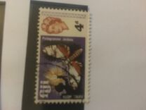 [Local Motives and Queen Elizabeth II, type DR]