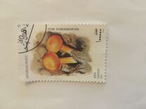 [Mushrooms, प्रकार AVM]